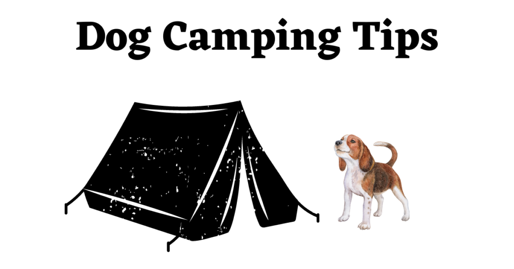 Dog camping tips image