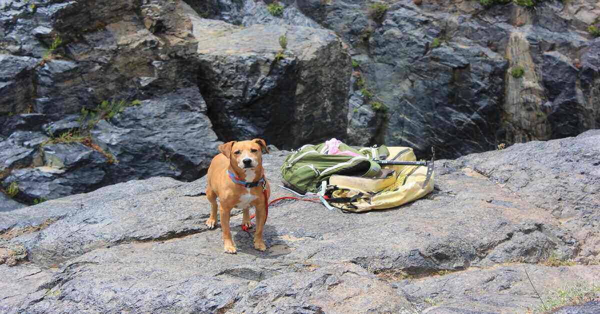 dog standing on rock near backpacks