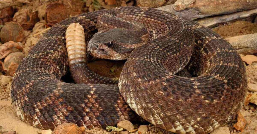 photo of rattlesnake on ground