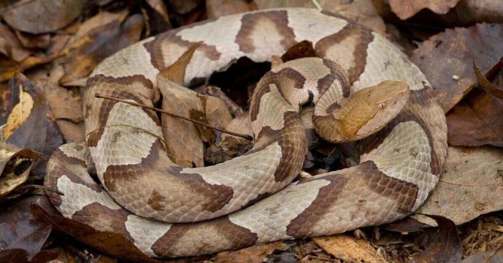photo of Copperhead snake coiled up