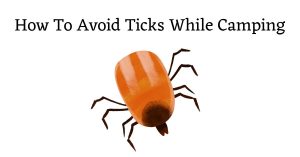 Picture of tick