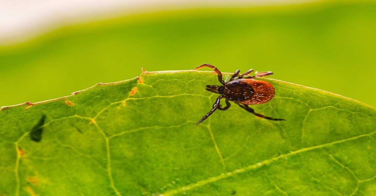 photo of tick on leaf