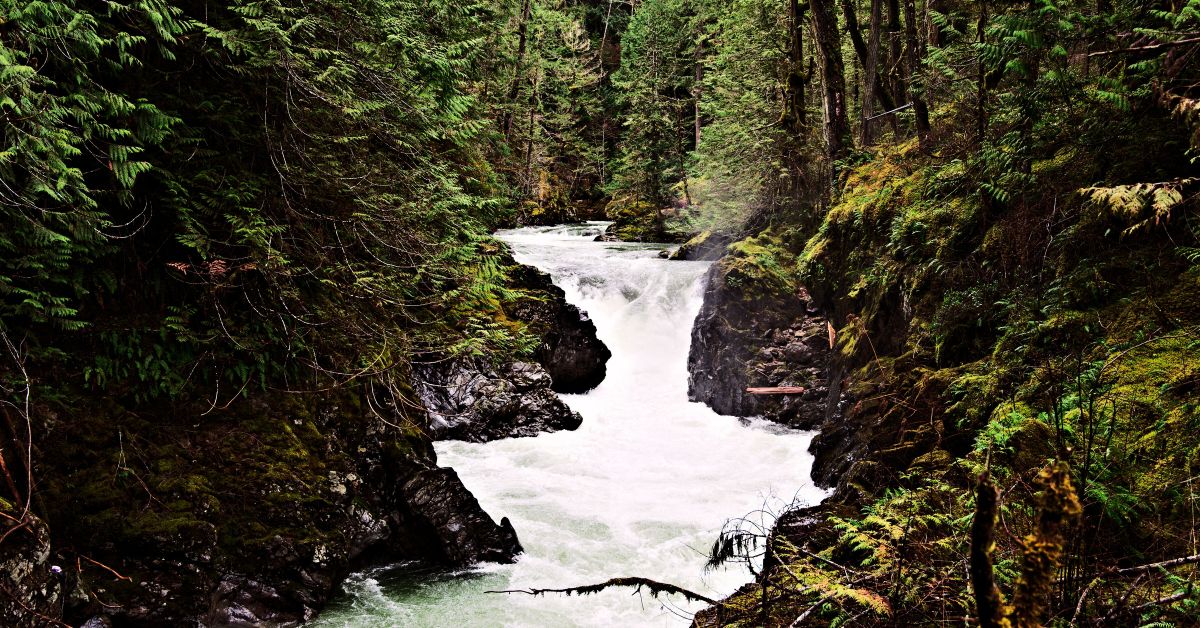 photo of winding river in a forest