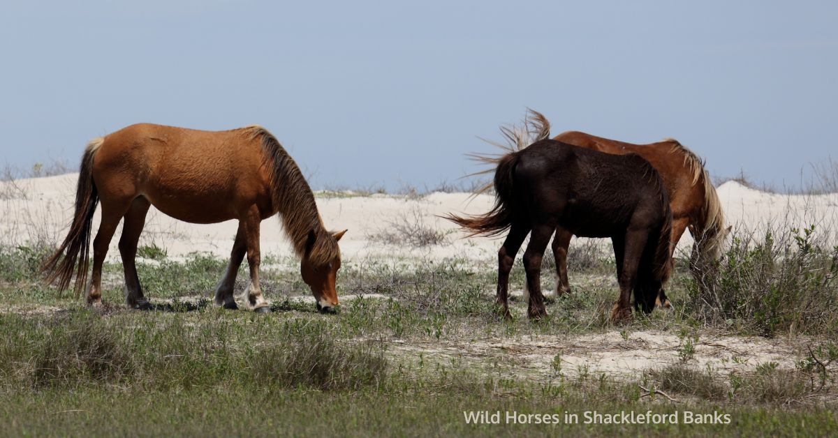 picture of wild horses in Shackleford Banks